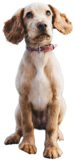 Un cachorro sin fondo